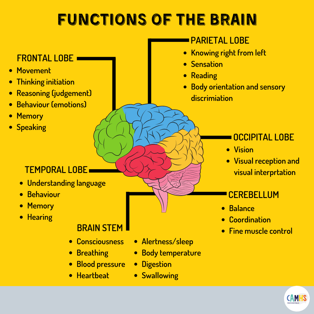 FUNCTIONS OF THE BRAIN ? – CAMHS Professionals